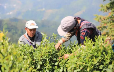 “歙茶”集体商标获5.6亿元质押，安徽实现首笔集体商标质押融资